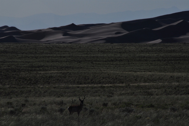 pronghorn with dunes in background